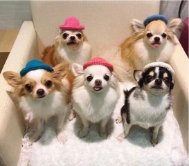 小狐狸钱包执行错误