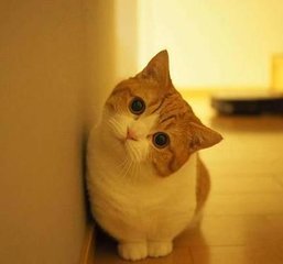 以太坊如何提到钱包
