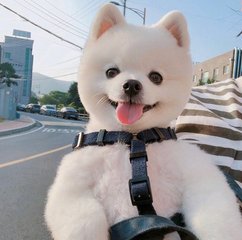 tokenpockettpt